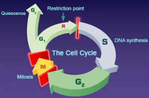 img_cellcycle-300x198