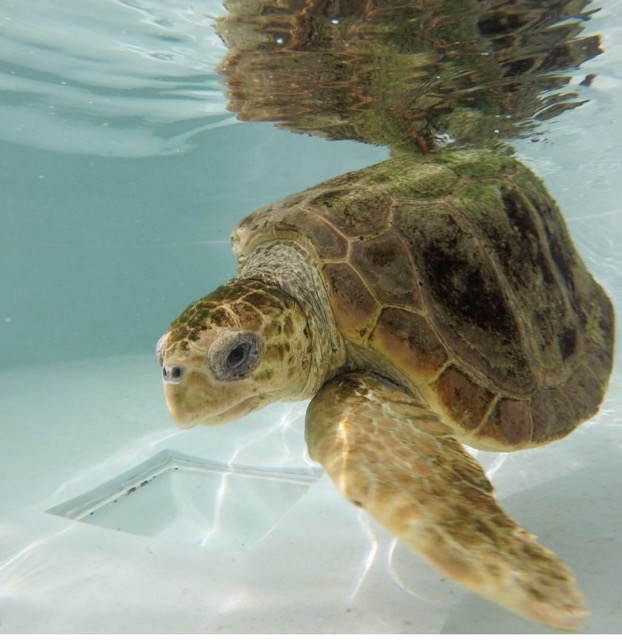 One of the turtles at the rescue centre. Her name was Valentina and she had one of her front flippers amputated due to an infection caused by a fishing line cutting off the circulation.