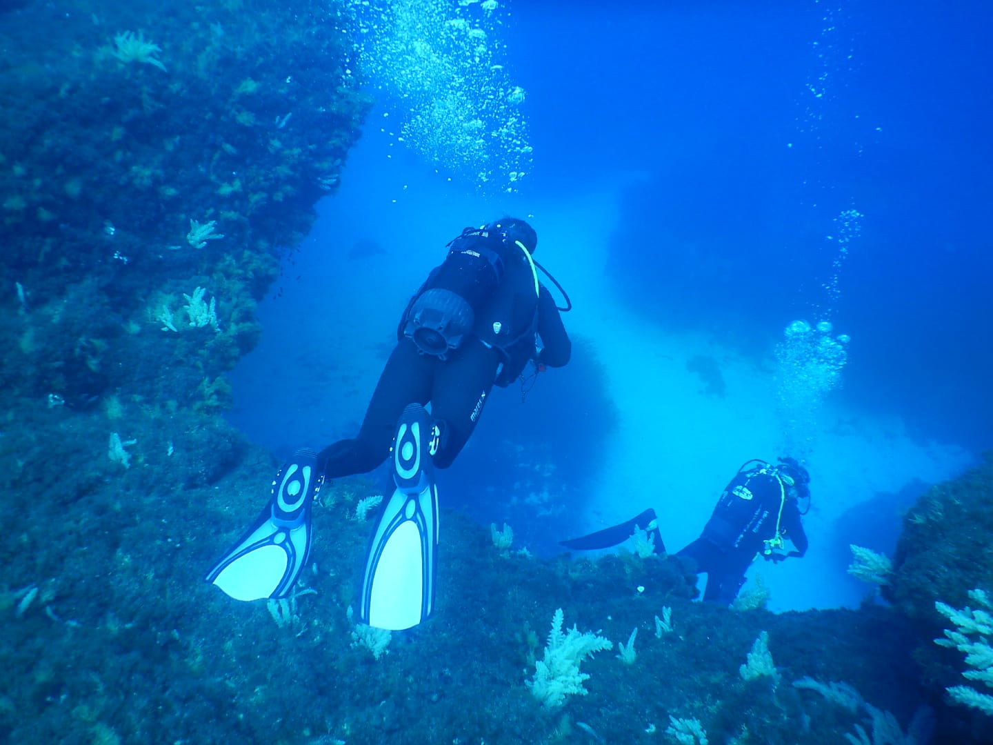 ne of the dives I went on in my free time. The wildlife was incredible, we would see so many different types of fish! My favourite type of animals that I would see would have to be seeing different octopuses.