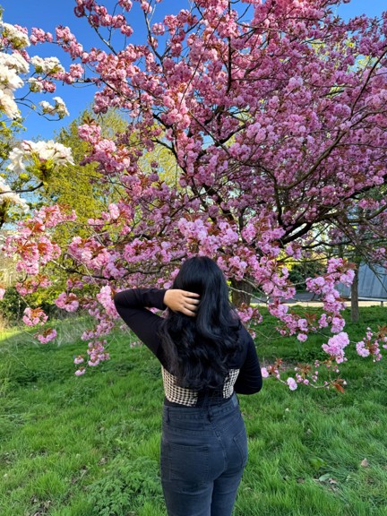 Spring on university of surrey campus with cherry blossom trees