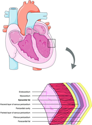 Putting Heart into Research | MSci Biochemistry – University of Surrey