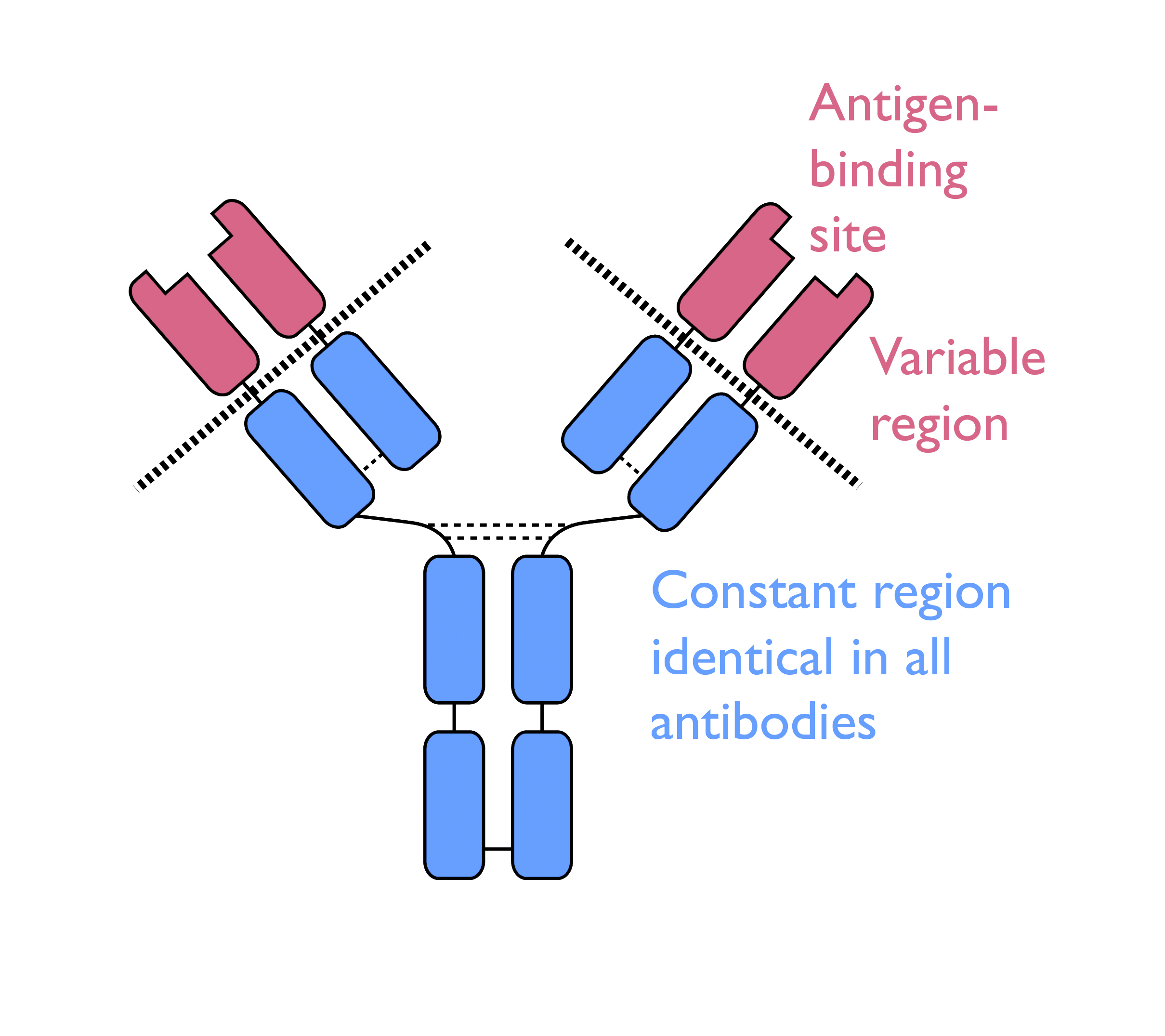 Antibody Class Switching: a secret weapon to win the war | MSci ...