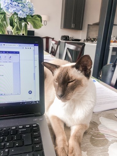 picture of cat lying next to student's computer