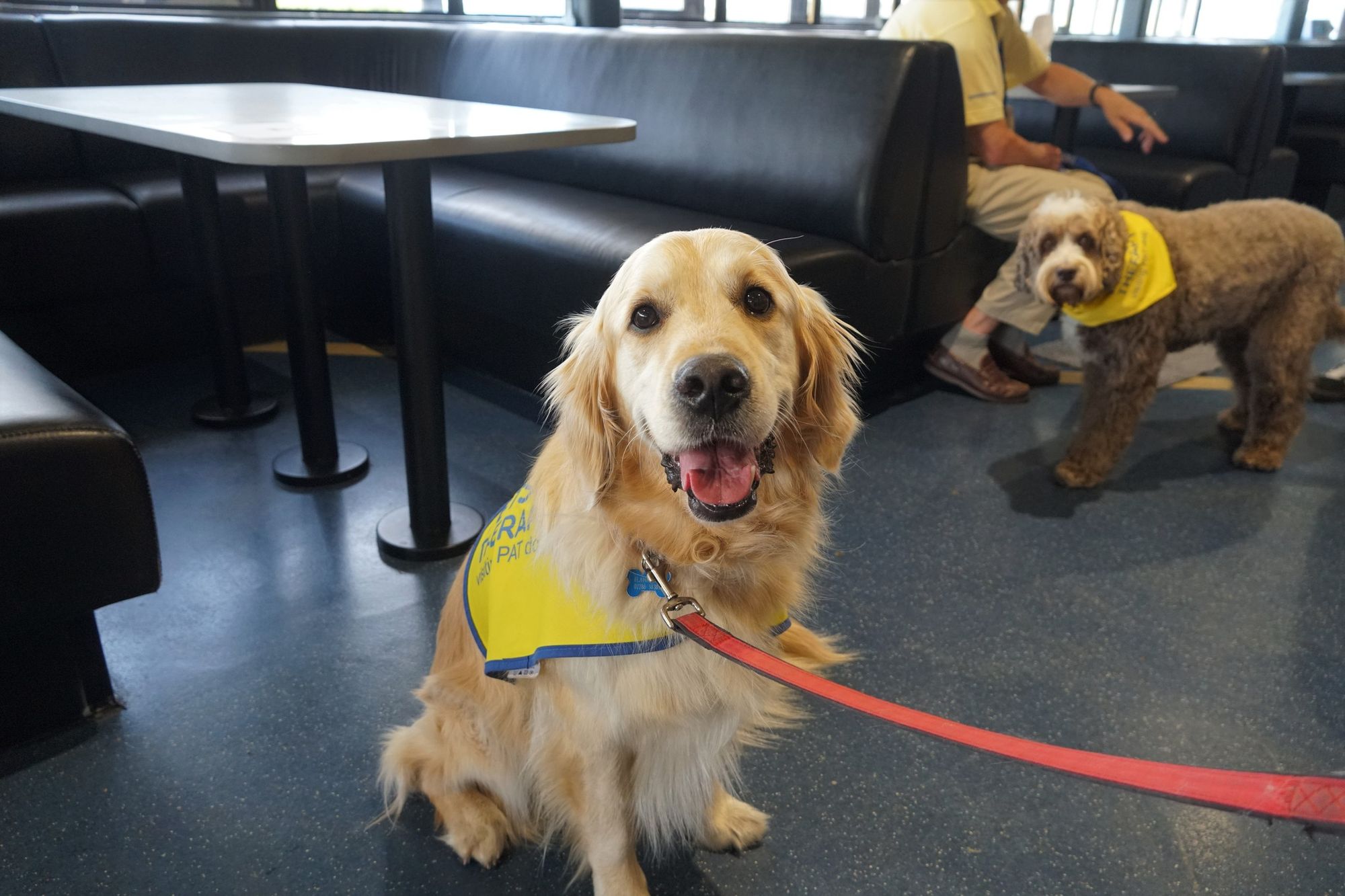 Two dogs - a golden retriever and a golden doodle