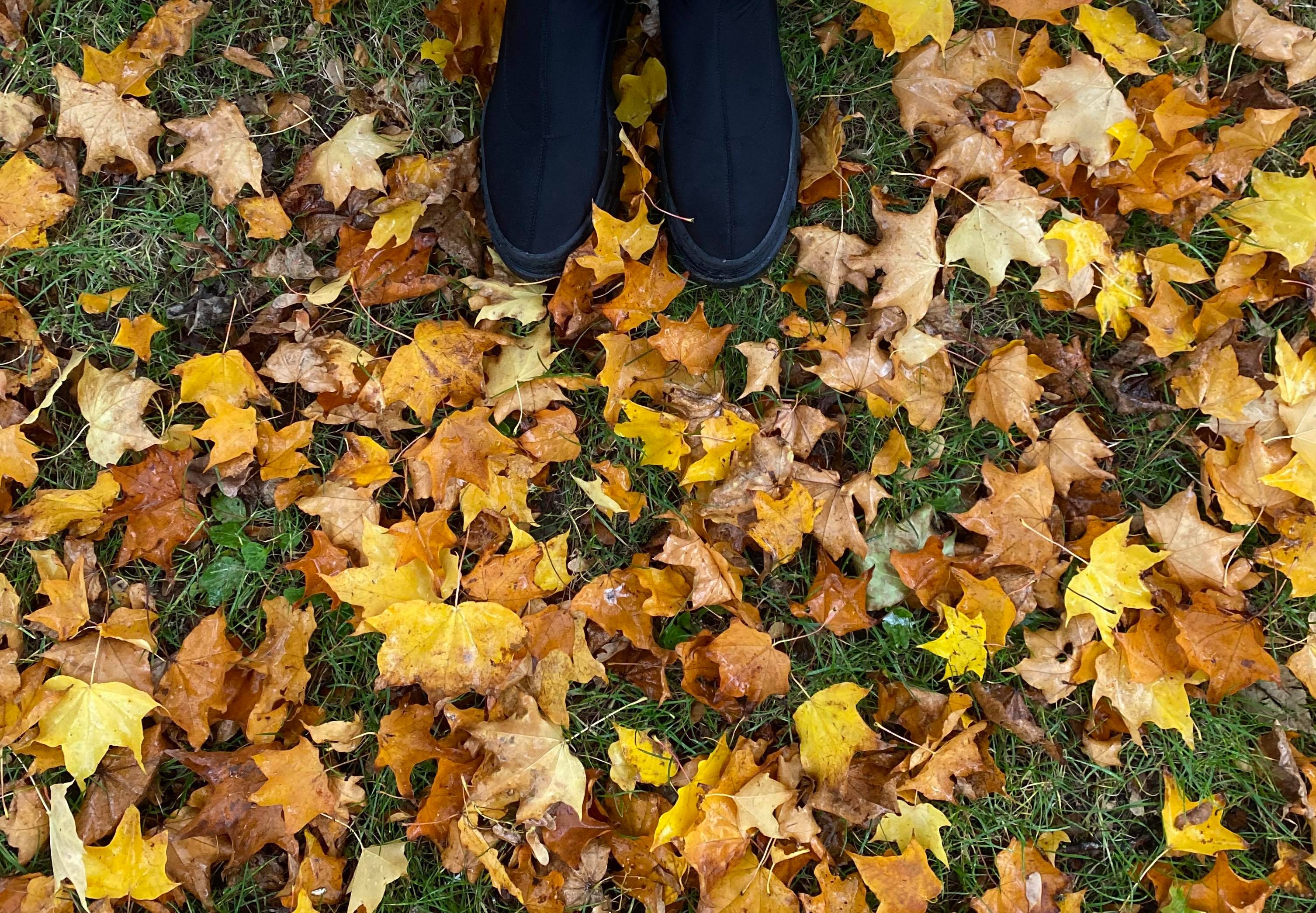 Autumn walks