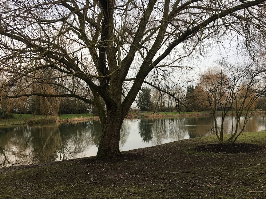 Lake on Stag Hill campus on a winters walk