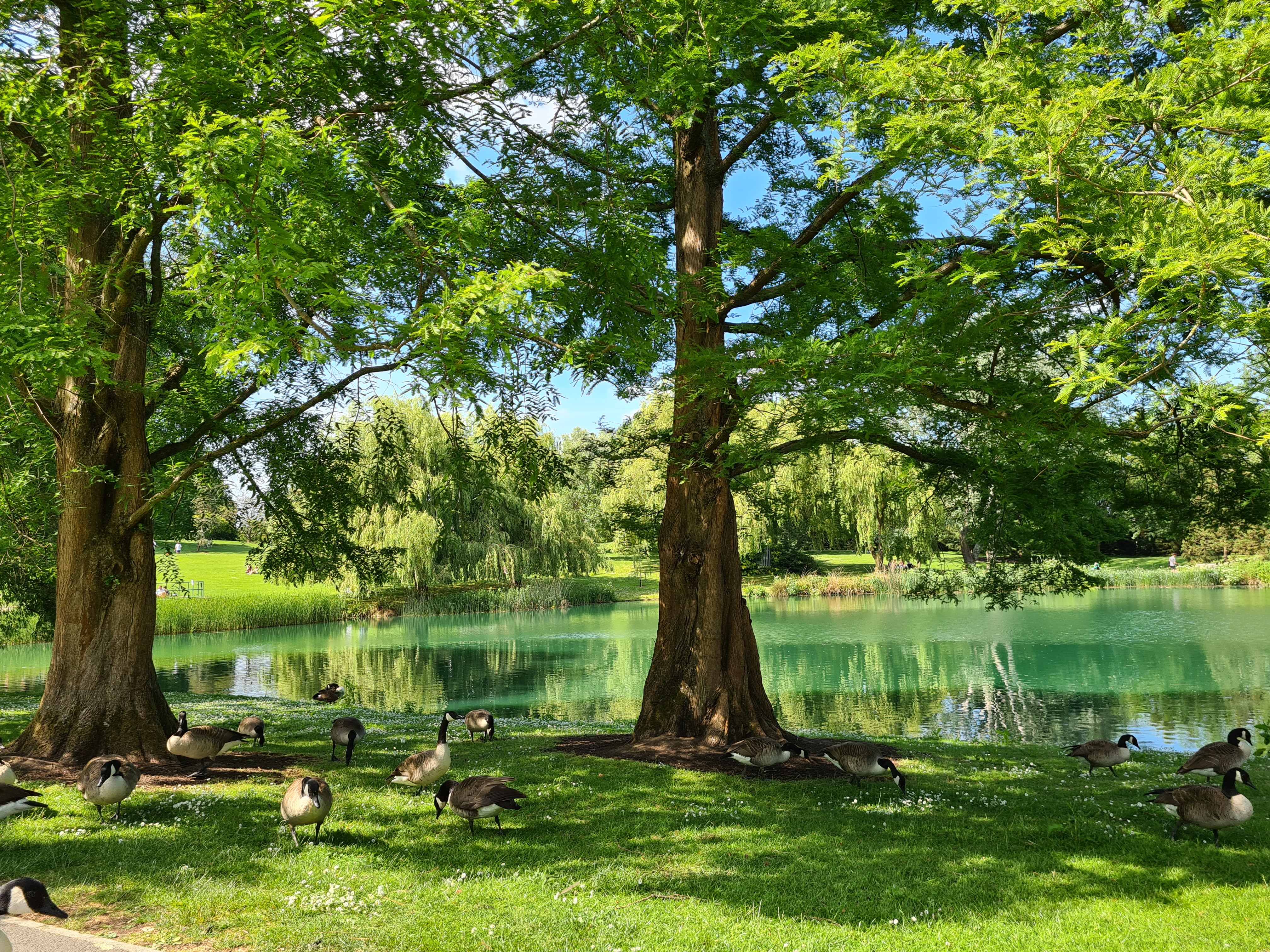 A photograph of the University Lake with geese in the forefront of the image and the lake in the background