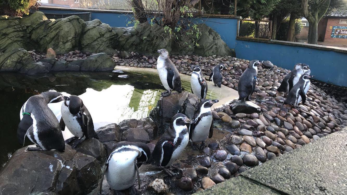 Penguins at a zoo