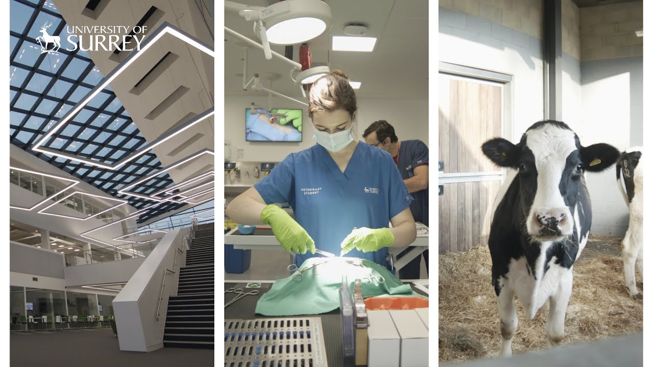 Three images of Uni of Surrey Veterinary Medicine. One of the vet school main building, one of a student performing clinical skills and one of the cattle on site
