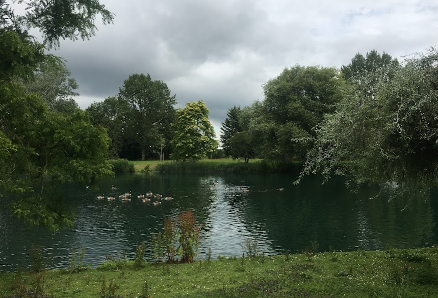 University of Surrey Stag Hill Campus lake with trees, grass and shrubbery. Group of geese swim in lake 